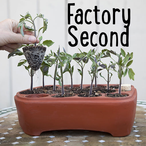 Factory Second 12-Pack