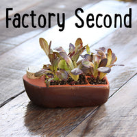 Easy Greens Factory Second Starter Kit