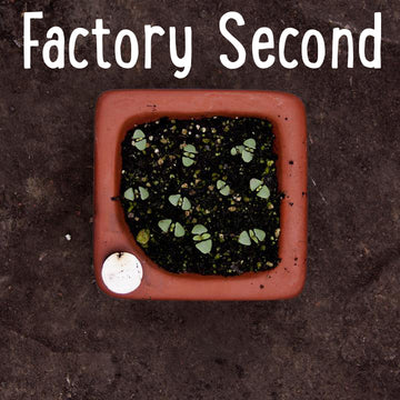Factory Second Square Seed Tray