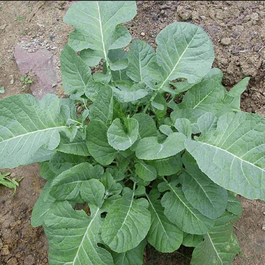 Organic Ethiopian Kale
