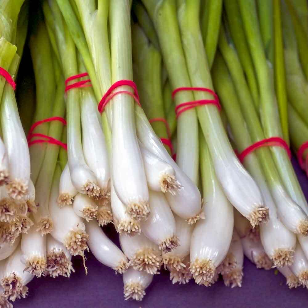 Evergreen Bunching Onion (Allium fistulosum) seeds