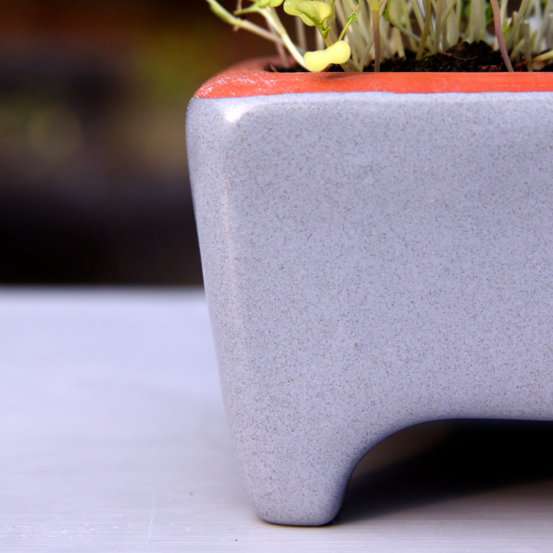 cat self watering planter Self-Watering Cat Grass Kit – Orta Gardens