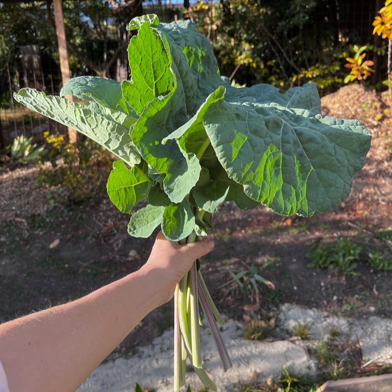 Food Security Beginner Seed Starter Kit