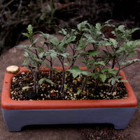 Rectangle Self-Watering Seed Tray