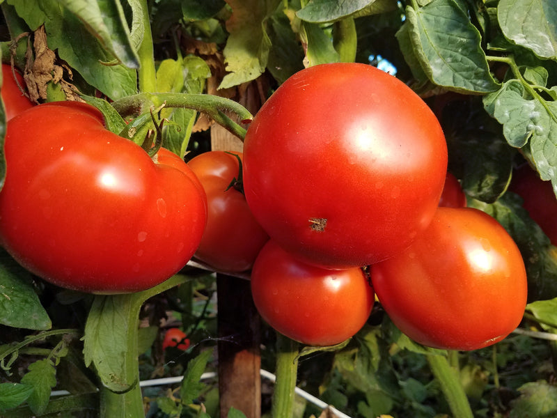 Nebula Tomato