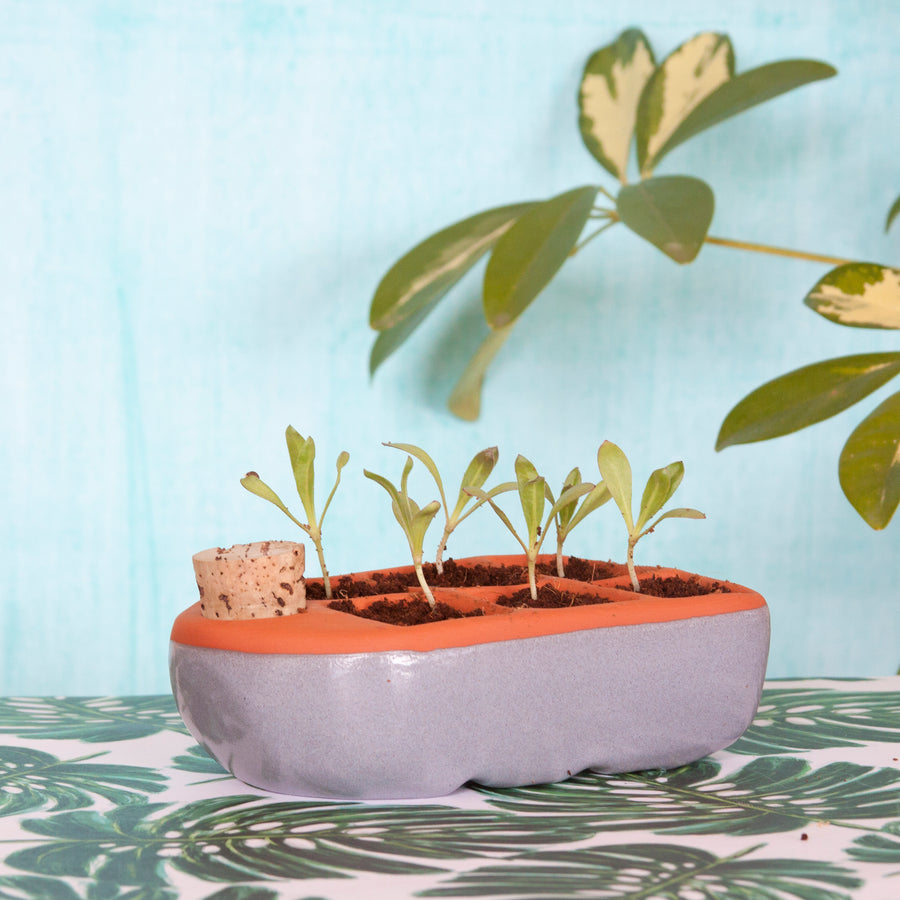 Self-watering seed pot | Non-toxic Terracotta seed tray no plastic | seedlings growing in self-watering pot | Orta Sixie