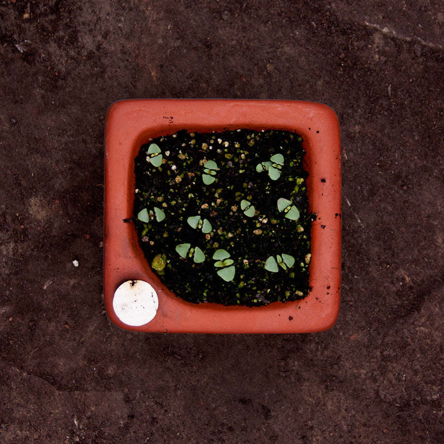Flash Sale! 50% (ended August 13 2023 at 9:00 pm) Square Self-Watering Seed Tray