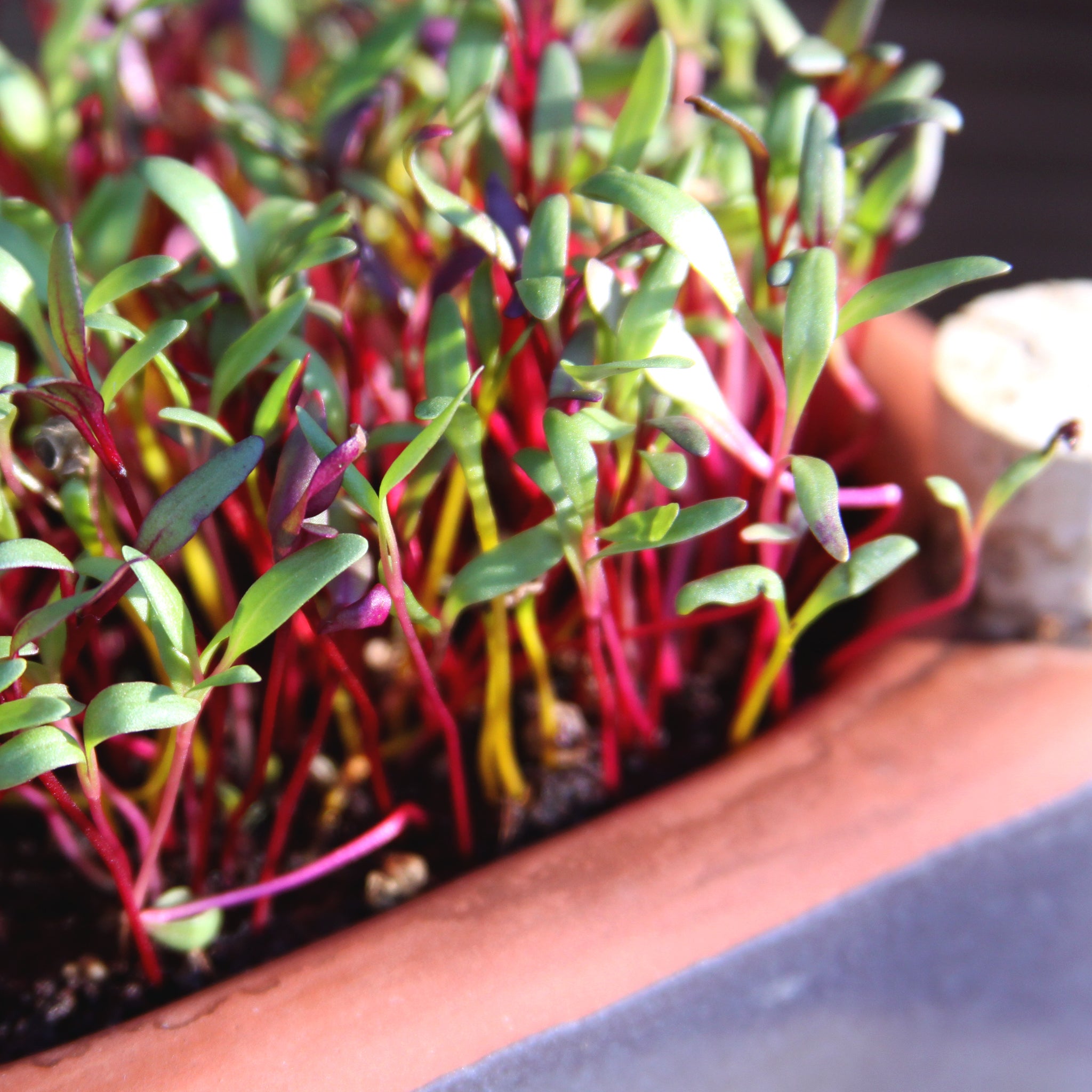 Microgreen Kit Refill: Large – Orta Gardens