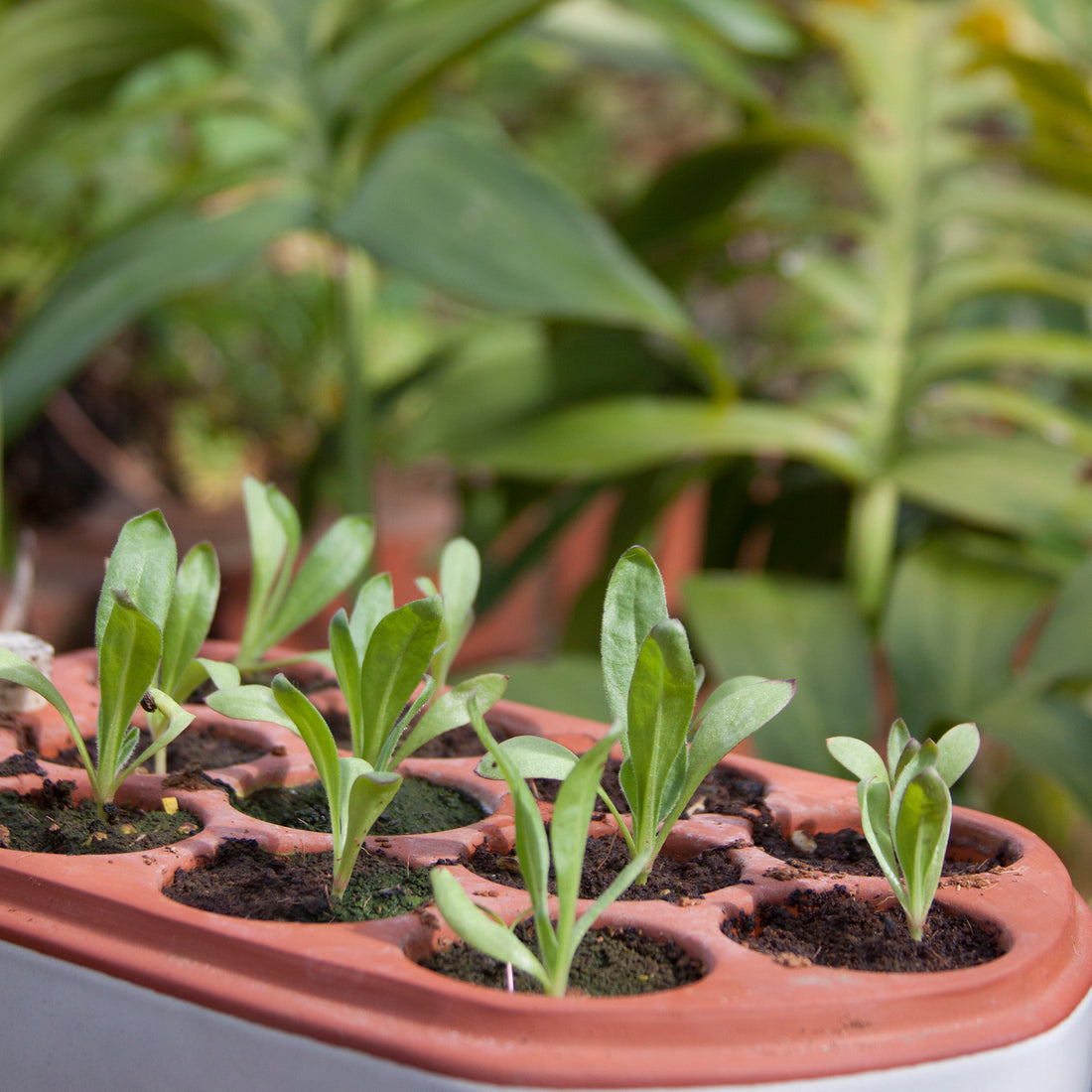 Self-watering seed pot | Terracotta seed tray no plastic | seedlings growing in self-watering pot | Orta 12-Pack