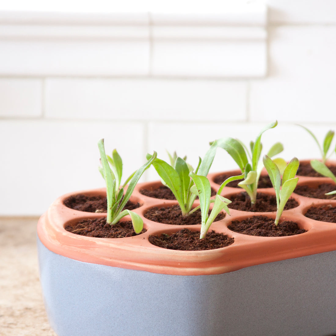 Self-watering seed pot | Terracotta seed tray no plastic | seedlings growing in self-watering pot | Orta 12-Pack