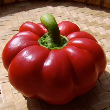 Leibsapfel pepper seeds - organic