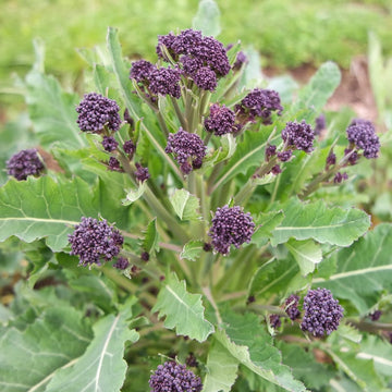 Purple Sprouting Broccoli, Red Arrow