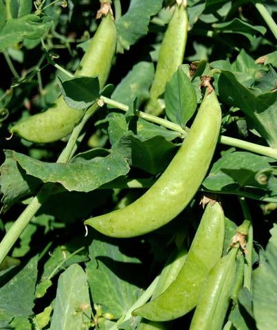 Organic Sugar Snap Pea seeds