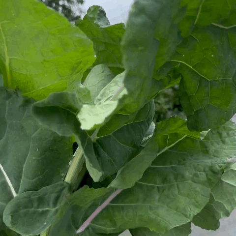 Madely Kale Seeds - Organic